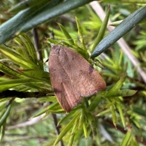 Tortricopsis uncinella at Murrumbateman, NSW - 20 Nov 2021