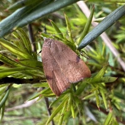 Tortricopsis uncinella (A concealer moth) at Murrumbateman, NSW - 20 Nov 2021 by SimoneC