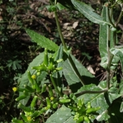 Senecio minimus (Shrubby Fireweed) at Bundanoon, NSW - 15 Mar 2021 by JanetRussell