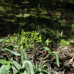 Senecio minimus at Bundanoon, NSW - 15 Mar 2021