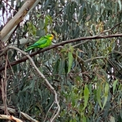Polytelis swainsonii (Superb Parrot) at Hughes, ACT - 22 Nov 2021 by KL