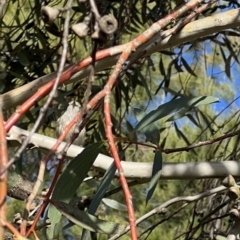 Pachycephala rufiventris (Rufous Whistler) at Murrumbateman, NSW - 22 Nov 2021 by SimoneC