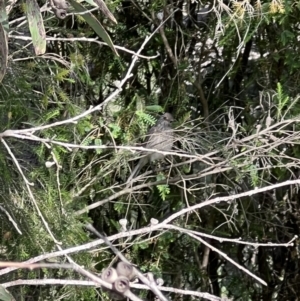 Pachycephala rufiventris at Murrumbateman, NSW - 22 Nov 2021