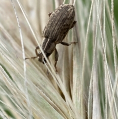 Sitona discoideus (Sitona weevil or Lucerne weevil) at Jerrabomberra, NSW - 22 Nov 2021 by SteveBorkowskis