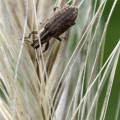 Sitona discoideus at Jerrabomberra, NSW - 22 Nov 2021