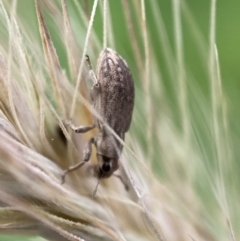 Sitona discoideus at Jerrabomberra, NSW - 22 Nov 2021