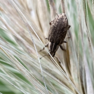 Sitona discoideus at Jerrabomberra, NSW - 22 Nov 2021