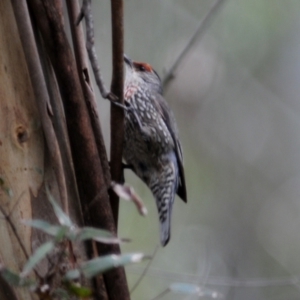 Climacteris erythrops at Cotter River, ACT - 22 Nov 2021