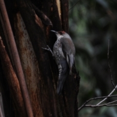 Climacteris erythrops at Cotter River, ACT - 22 Nov 2021