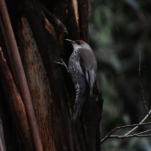 Climacteris erythrops at Cotter River, ACT - 22 Nov 2021 09:58 AM