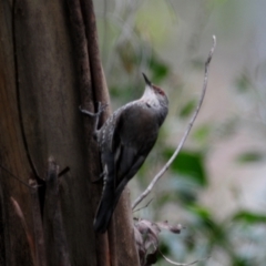 Climacteris erythrops at Cotter River, ACT - 22 Nov 2021 09:58 AM