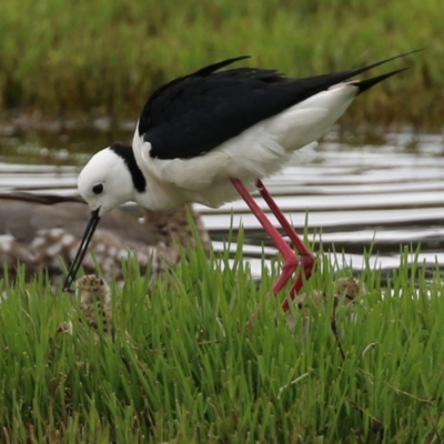 Himantopus leucocephalus (Pied Stilt) at Jerrabomberra Wetlands - 22 Nov 2021 by RodDeb