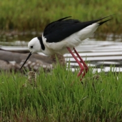 Himantopus leucocephalus at Fyshwick, ACT - 22 Nov 2021