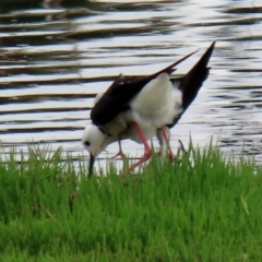 Himantopus leucocephalus at Fyshwick, ACT - 22 Nov 2021