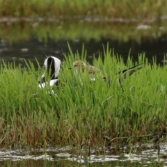 Himantopus leucocephalus at Fyshwick, ACT - 22 Nov 2021