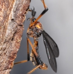 Unidentified Crane fly, midge, mosquito & gnat (several families) at ANBG - 21 Nov 2021 by TimL