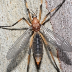 Ptilogyna bicolor at Acton, ACT - 21 Nov 2021 12:27 PM