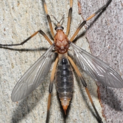 Unidentified Crane fly, midge, mosquito or gnat (several families) at Acton, ACT - 21 Nov 2021 by TimL
