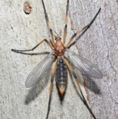 Ptilogyna bicolor at Acton, ACT - 21 Nov 2021 12:27 PM