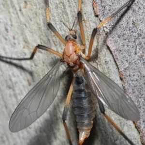 Ptilogyna bicolor at Acton, ACT - 21 Nov 2021 12:27 PM