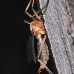 Ptilogyna bicolor at Acton, ACT - 21 Nov 2021 12:27 PM