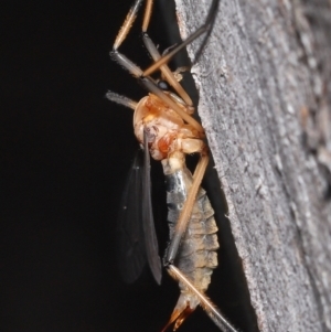 Ptilogyna bicolor at Acton, ACT - 21 Nov 2021 12:27 PM