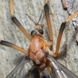 Ptilogyna bicolor at Acton, ACT - 21 Nov 2021 12:27 PM