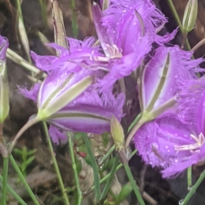 Thysanotus tuberosus (Common Fringe-lily) at Lake George, NSW - 21 Nov 2021 by MPennay