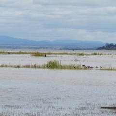 Himantopus leucocephalus (Pied Stilt) at QPRC LGA - 22 Nov 2021 by MPennay