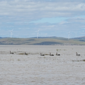 Cygnus atratus at Lake George, NSW - 22 Nov 2021