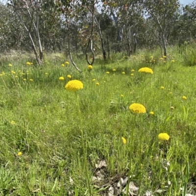 Craspedia variabilis (Common Billy Buttons) at Block 402 - 25 Oct 2021 by mcosgrove