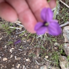 Arthropodium fimbriatum (Nodding Chocolate Lily) at Ginninderry Conservation Corridor - 23 Nov 2021 by Jenny54