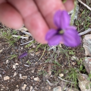 Arthropodium fimbriatum at Ginninderry Conservation Corridor - 23 Nov 2021