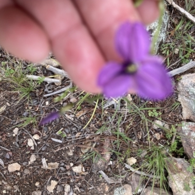 Arthropodium fimbriatum (Nodding Chocolate Lily) at Ginninderry Conservation Corridor - 23 Nov 2021 by Jenny54