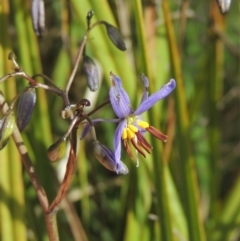 Dianella revoluta (Black-Anther Flax Lily) at Theodore, ACT - 20 Oct 2021 by MichaelBedingfield