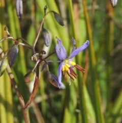 Dianella revoluta (Black-Anther Flax Lily) at Theodore, ACT - 20 Oct 2021 by michaelb