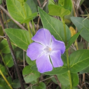 Vinca major at Theodore, ACT - 20 Oct 2021 04:07 PM