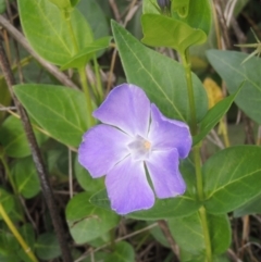 Vinca major (Blue Periwinkle) at Theodore, ACT - 20 Oct 2021 by michaelb