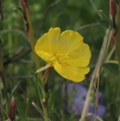 Oenothera stricta subsp. stricta (Common Evening Primrose) at Theodore, ACT - 20 Oct 2021 by michaelb