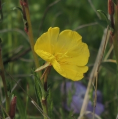 Oenothera stricta subsp. stricta (Common Evening Primrose) at Theodore, ACT - 20 Oct 2021 by MichaelBedingfield