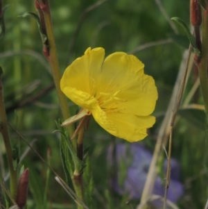 Oenothera stricta subsp. stricta at Theodore, ACT - 20 Oct 2021