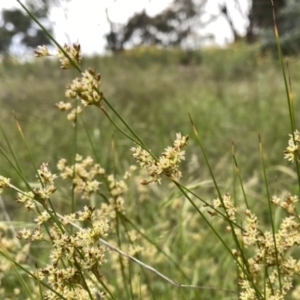 Juncus subsecundus at Googong, NSW - 23 Nov 2021 06:35 AM