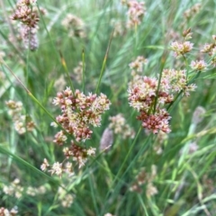 Juncus subsecundus at Googong, NSW - 23 Nov 2021