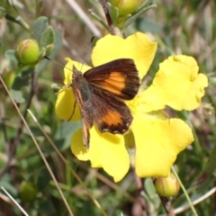 Paralucia aurifera (Bright Copper) at Gibraltar Pines - 17 Nov 2021 by AnneG1