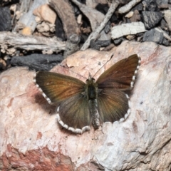 Neolucia agricola (Fringed Heath-blue) at Black Mountain - 23 Nov 2021 by Roger