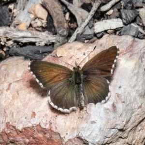 Neolucia agricola at Aranda, ACT - 23 Nov 2021 12:08 PM