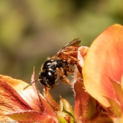 Exoneura sp. (genus) (A reed bee) at Black Mountain - 23 Nov 2021 by Roger