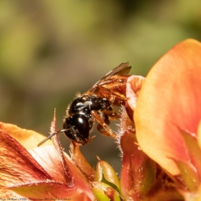 Exoneura sp. (genus) (A reed bee) at Black Mountain - 23 Nov 2021 by Roger