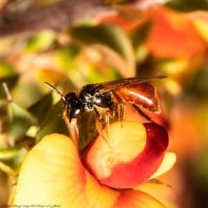 Exoneura sp. (genus) at Bruce, ACT - 23 Nov 2021