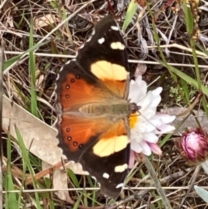 Vanessa itea at Cotter River, ACT - 22 Nov 2021